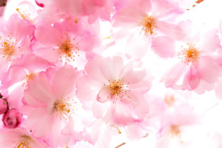 Cherry Blossoms at Buffalo History Museum<Many>