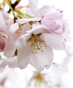 Cherry Blossoms at Buffalo History Museum<Many>