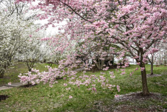 Cherry Blossoms at Buffalo History Museum<Many>