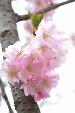 Cherry Blossoms at Buffalo History Museum<Many>